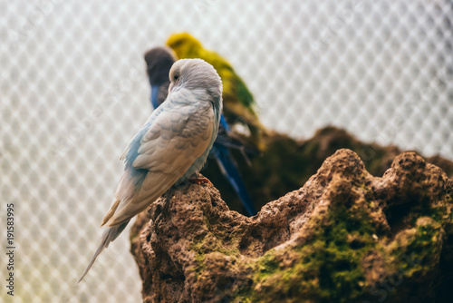 Fényképezés White and baby blue budgie standing on a rock in an aviary