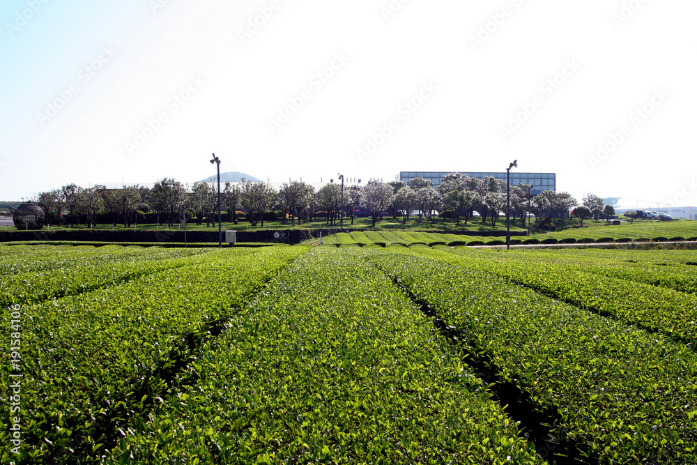 Obraz premium Jeju's green tea field