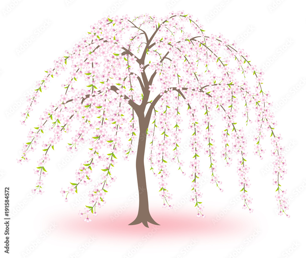 Obraz premium 桜 枝垂桜 シダレザクラ 白背景