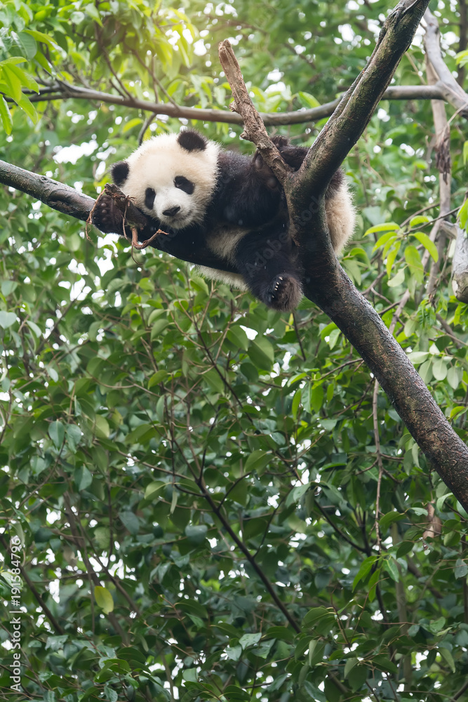 Obraz premium Giant panda baby nad drzewem.