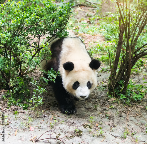 giant panda eating bamboo in chengdu wild zoo
