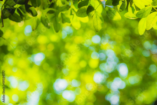 beautiful Natural green leaf and abstract blur bokeh light background.