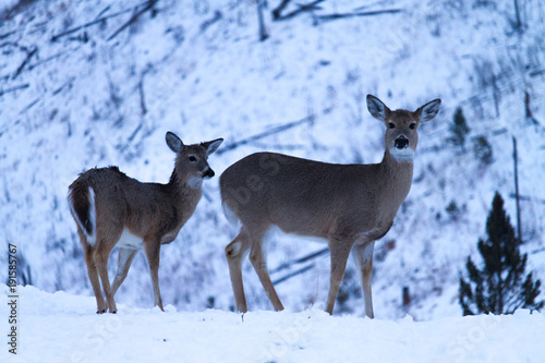 Two Does Foraging on Hill