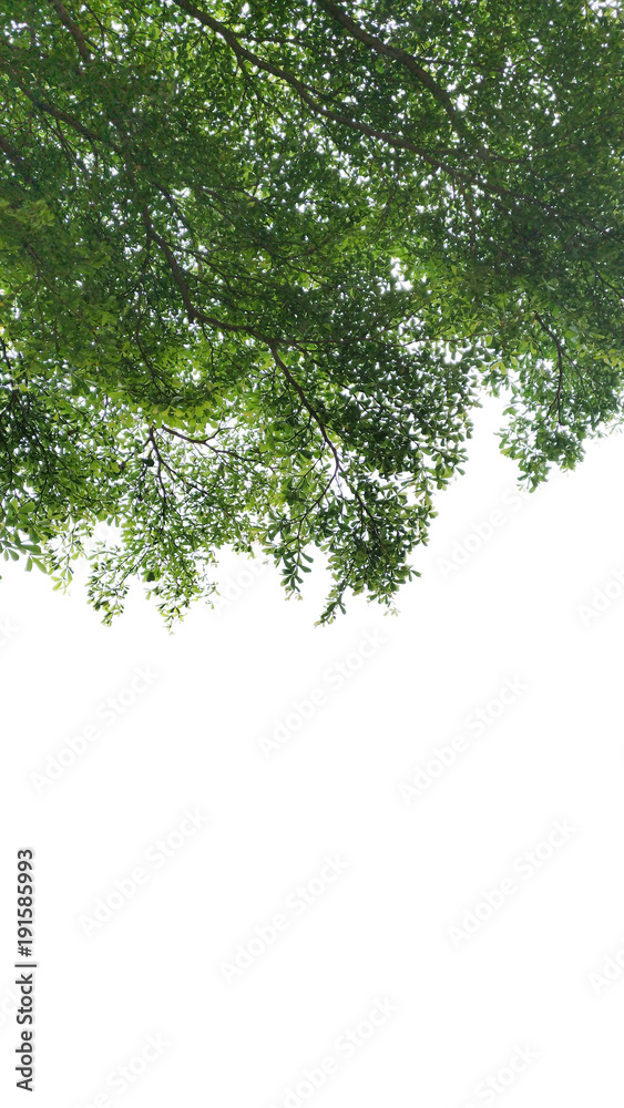 Fototapeta premium Isolated tree on white background.