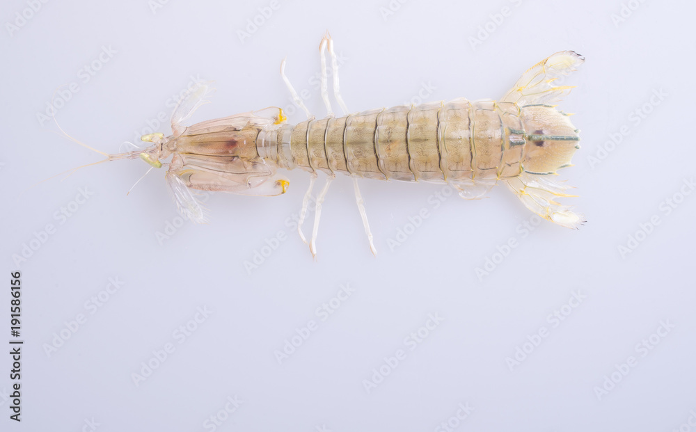 shrimp or raw mantis shrimp on the background.
