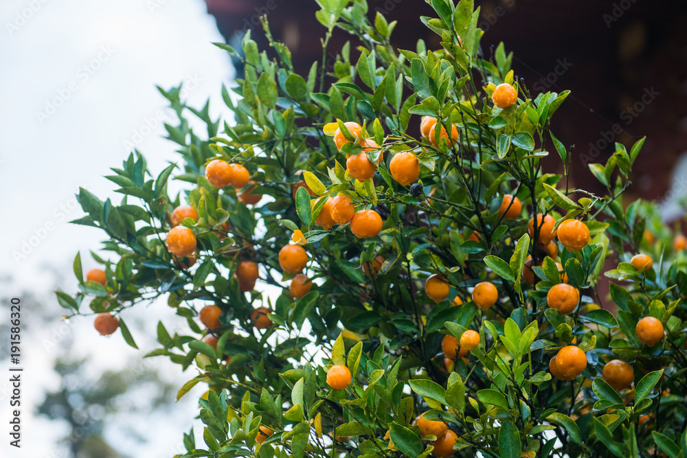 Fresh mandarin fruits on the tree