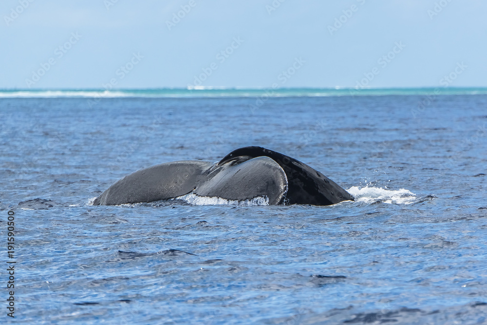 Obraz premium Humpback whale swimming in the Pacific Ocean, tail of the whale diving