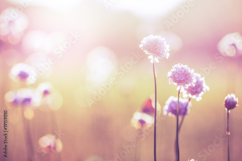 wild meadow pink flowers on morning sunlight background. Autumn field background