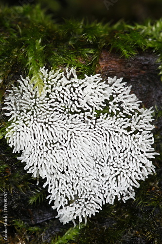Coral slime mold or mould  Ceratiomyxa fruticulosa