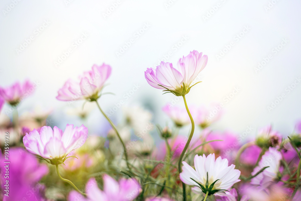 Close up Natural flowers background.  Amazing view of colorful  flowering in the garden and green grass landscape Overhead view with copy space and template floral background.