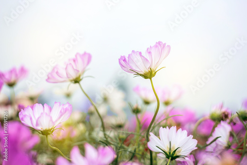 Close up Natural flowers background. Amazing view of colorful flowering in the garden and green grass landscape Overhead view with copy space and template floral background.