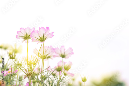 Fototapeta Naklejka Na Ścianę i Meble -  Close up Natural flowers background.  Amazing view of colorful  flowering in the garden and green grass landscape Overhead view with copy space and template floral background.
