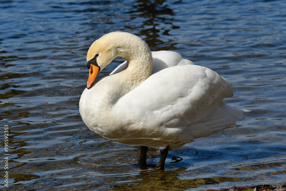 Naklejka premium コブハクチョウ