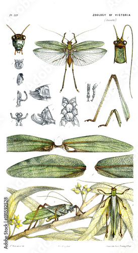Illustration of the animal. photo