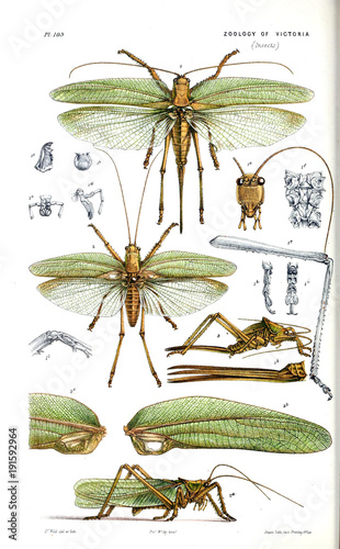 Illustration of the animal. photo