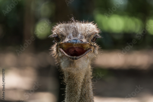 Head shot of ostrich bird. © Ake