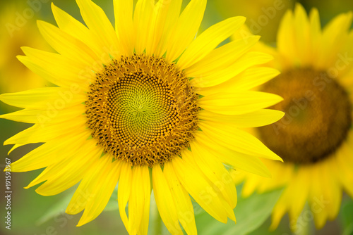 close up of sunflower texture. Organic and natural flower background. Sunflowers field background.