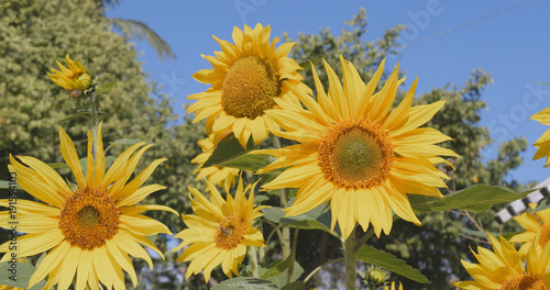 Yellow sunflowers over blue sky