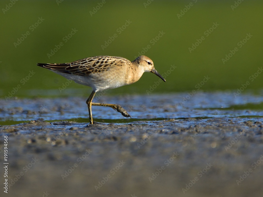 The ruff (Calidris pugnax) feeding on mud at dawn The ruff (Calidris pugnax) feeding on mud at dawn