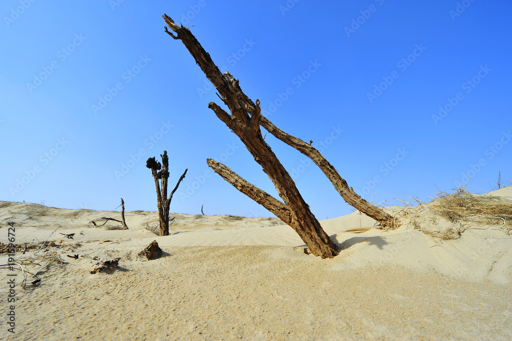 Dry desert landscape of trees
