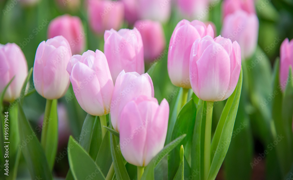 Fototapeta premium Tulip Flower