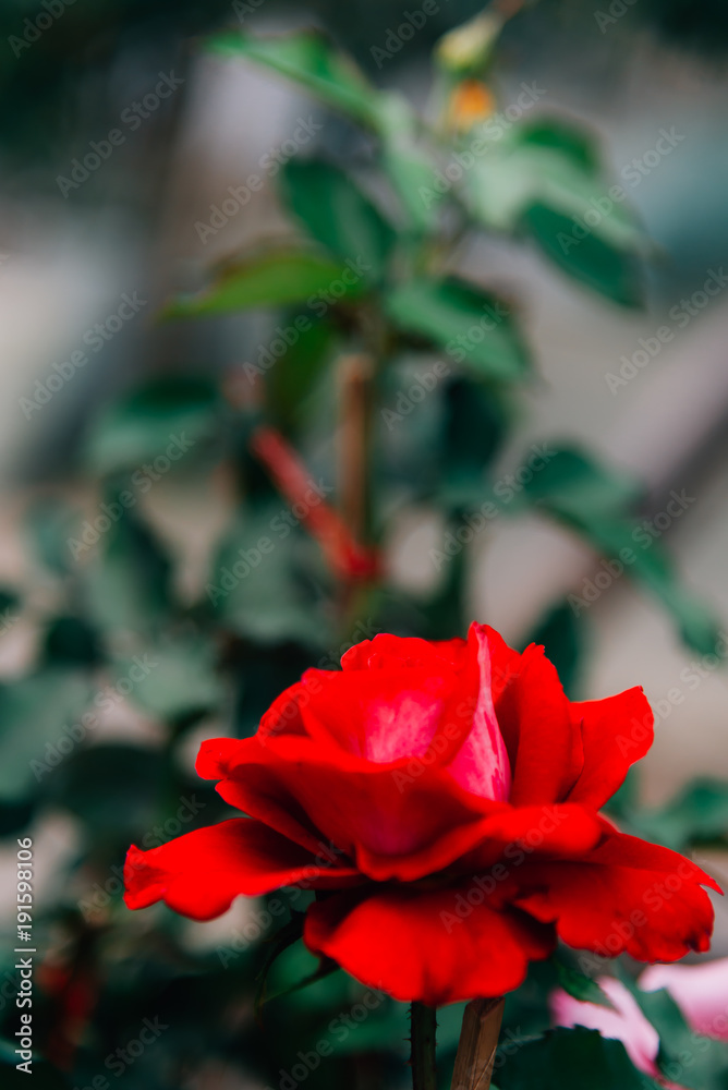 Red rose in garden