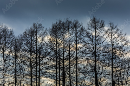 Winter outdoor forest trees landscape