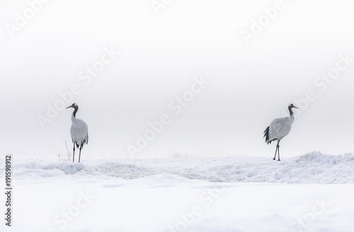 Japanese Red Crowned Cranes