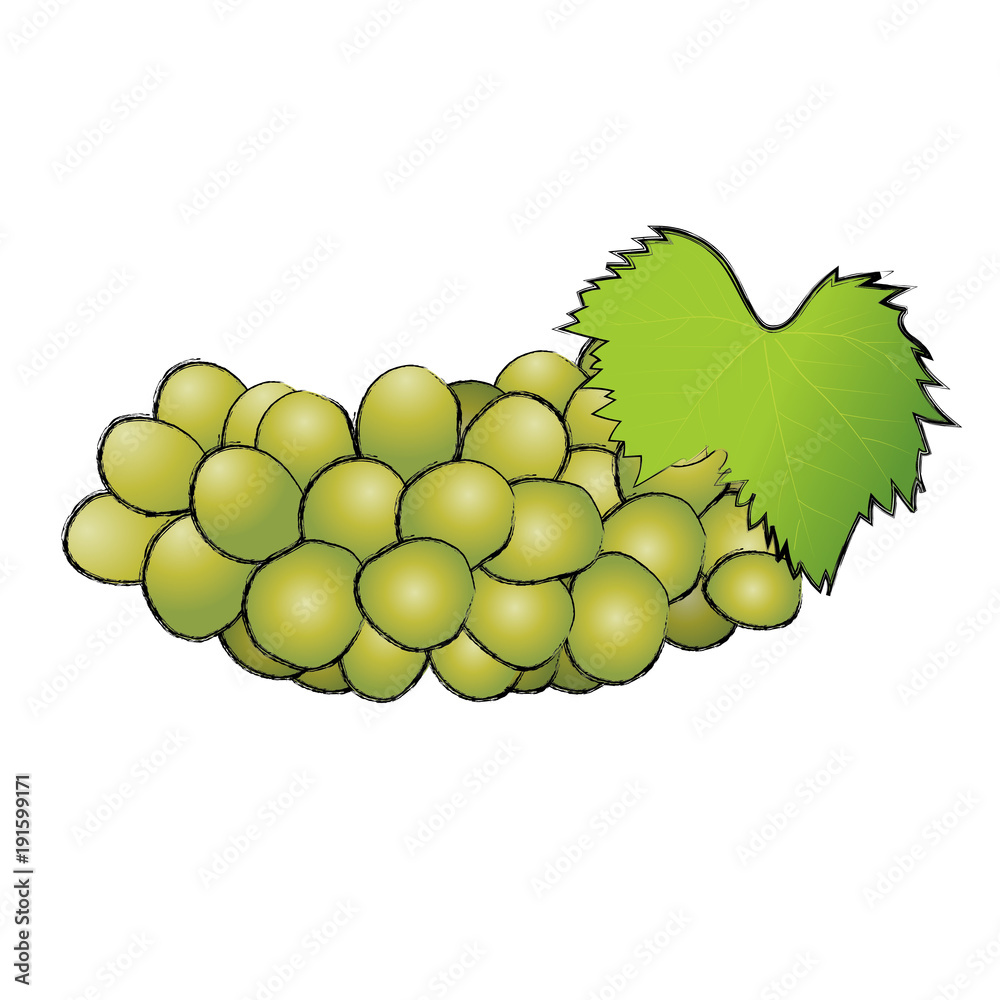 緑色のブドウのイラスト 葡萄の実 マスカット 手描き風イラスト 墨絵 ベクターデータ Stock ベクター Adobe Stock