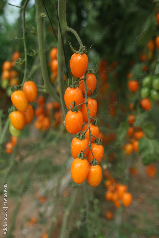 Tomatoes Tomatoes