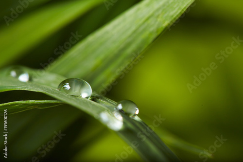 water drops on the green grass