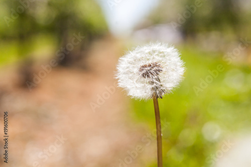 Dandelion blooming on the ground