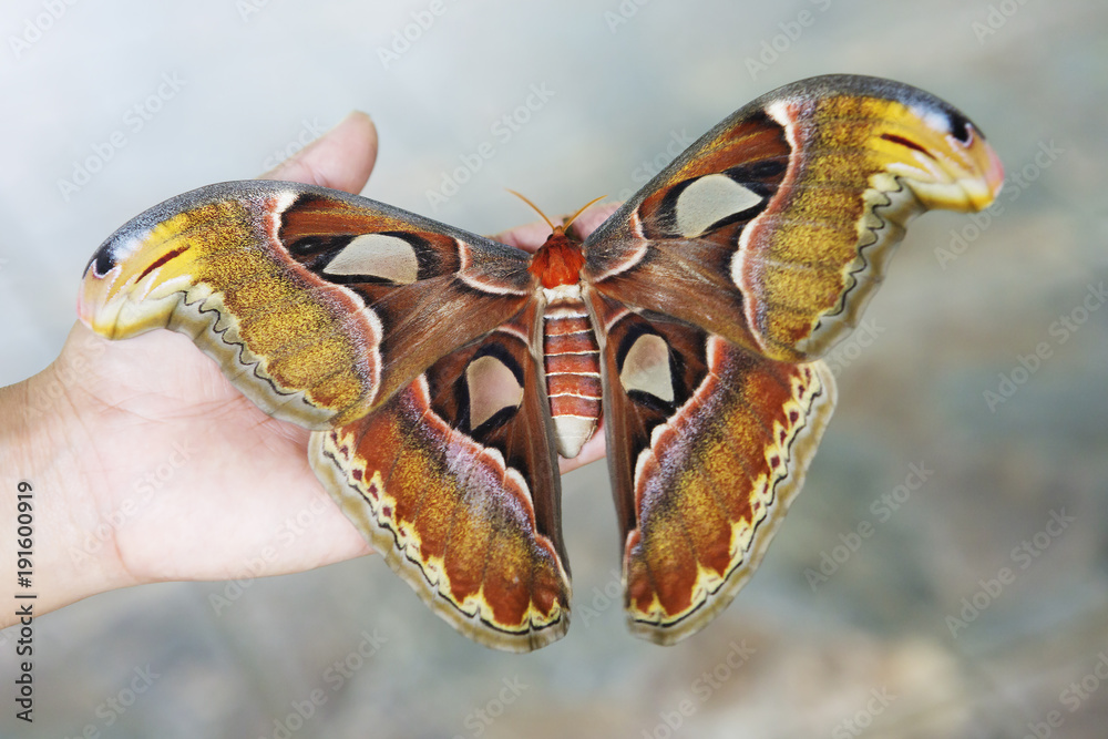 Naklejka premium Бабочка Атлас Atlas moth или Князь тьмы.