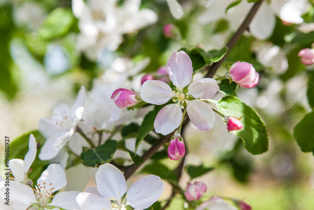 Apple blossom at spring Apple blossom at spring