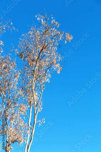 the tree and leaf in the clear sky