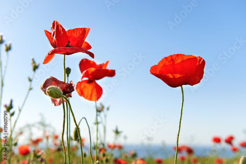 Beautiful red poppies on blue sky
