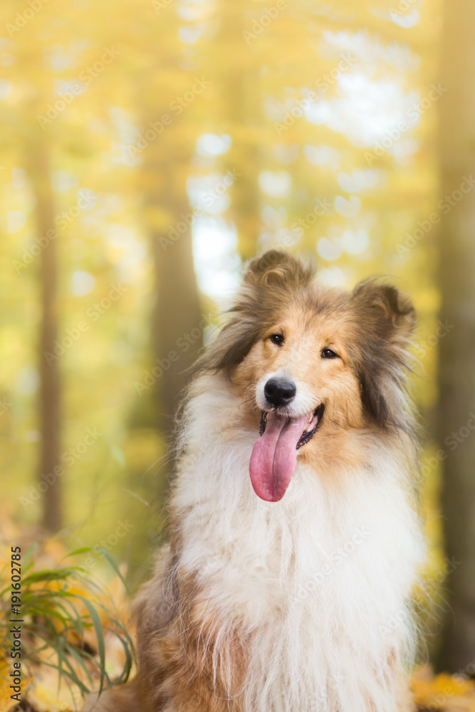 Portrait of a rough collie at autumn, yellow colors