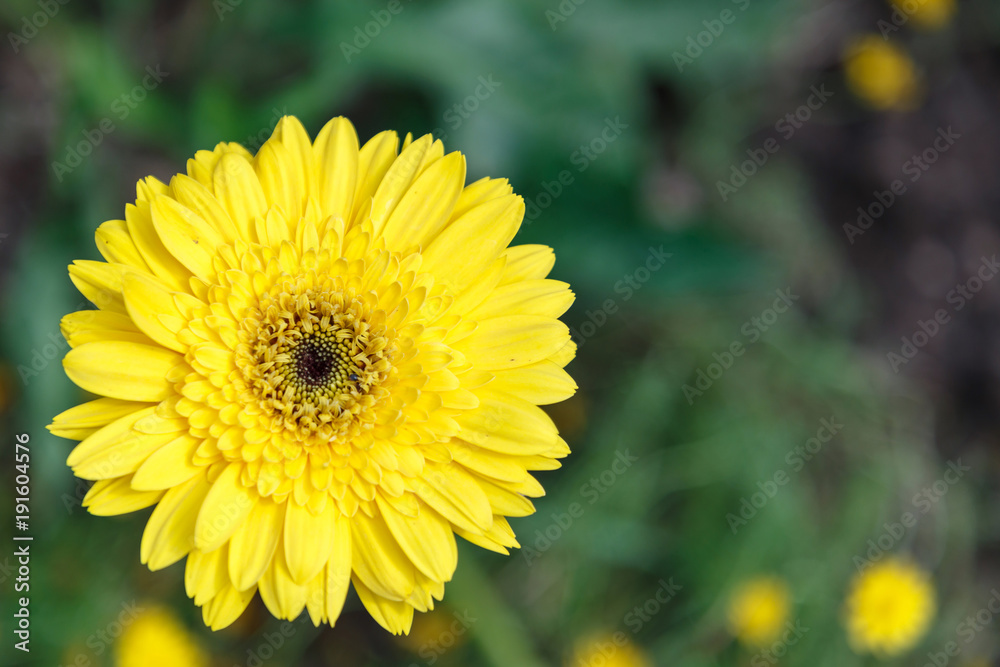 Flower and green leaf background in flower garden at sunny summer or spring day. flower for postcard beauty decoration and agriculture concept design. Yellow flower. Flower and green leaf background in flower garden at sunny summer or spring day. flower for postcard beauty decoration and agriculture concept design. Yellow flower.