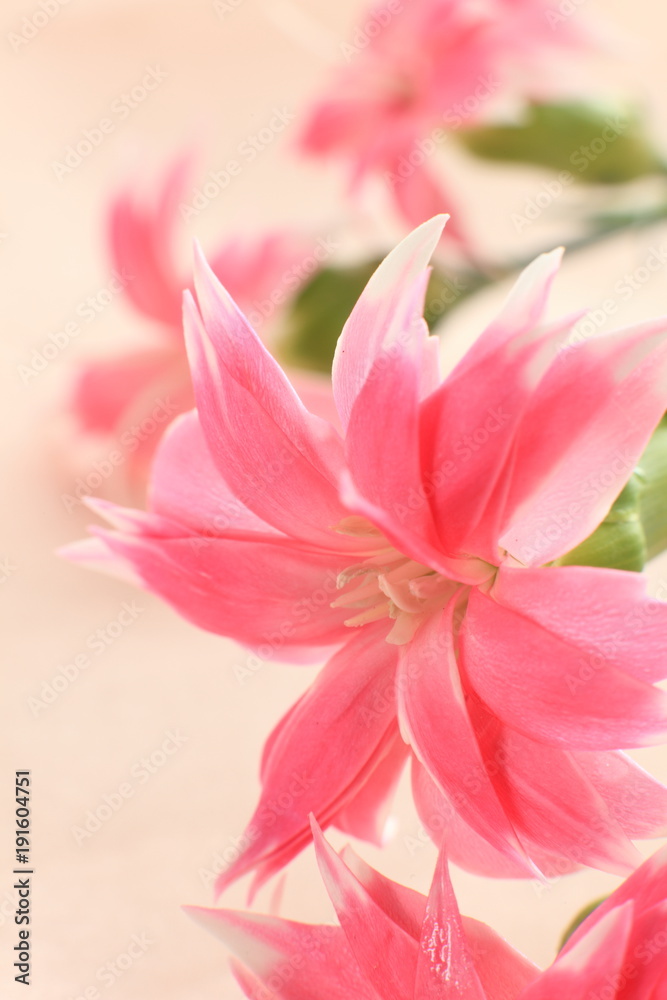 Fototapeta premium Fringed pink flower on pink background