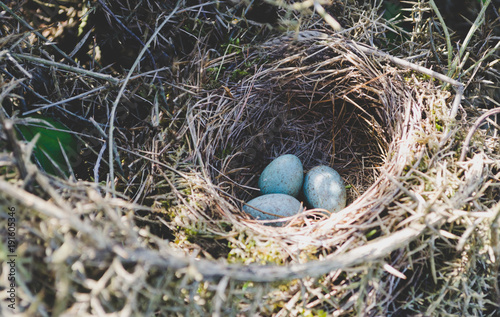 Wild blue eggs in natural nest.