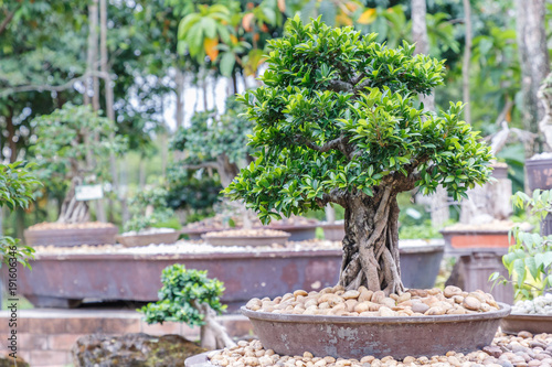 Bonsai tree on ceramic pot in bonsai garden. Small bonsai for interior exterior decoration.