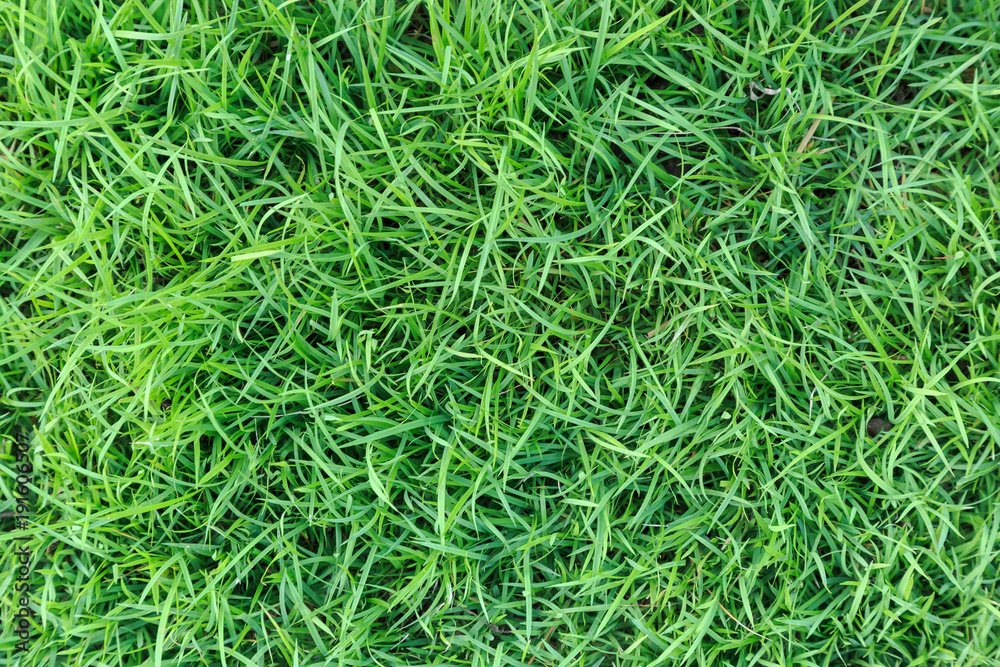 Grass texture or grass background. green grass for golf course, soccer field or sports background concept design. Natural green grass. Grass texture or grass background. green grass for golf course, soccer field or sports background concept design. Natural green grass.