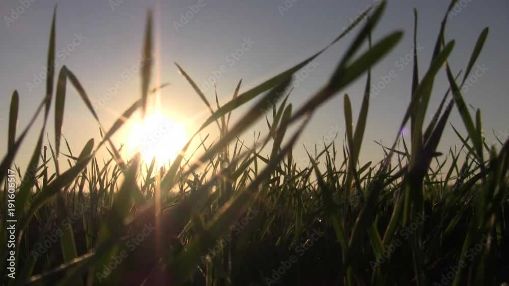 agricultural field in the background of the rising sun. agricultural field in the background of the rising sun.