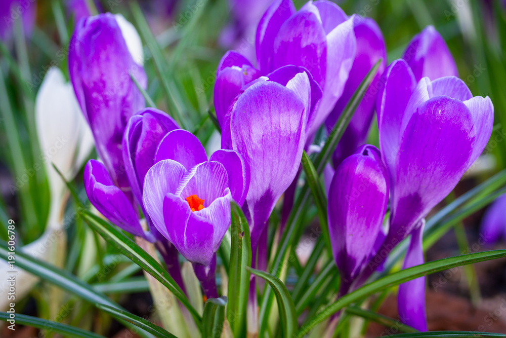 Purple crocus flowers in the spring time Purple crocus flowers in the spring time