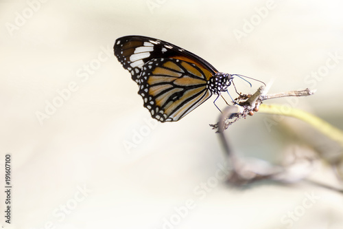 butterfly © Francesco