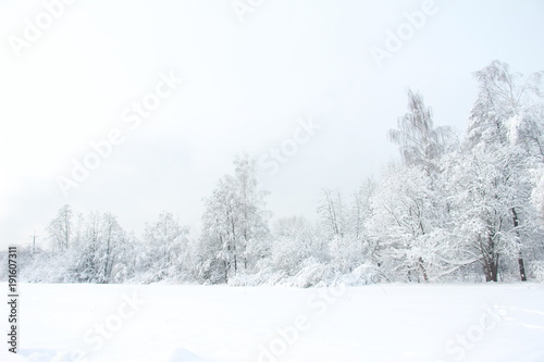 Magnificent winter frosty landscape for background splash The beauty of the winter forest in Russia, this is not sand in the desert.