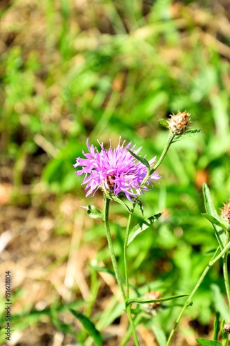 Flockenblume - Kornblume