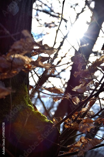 Herbst - die Sonne verzaubert den Wald