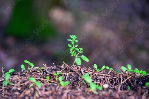 Pflanzen sprießen im Frühling