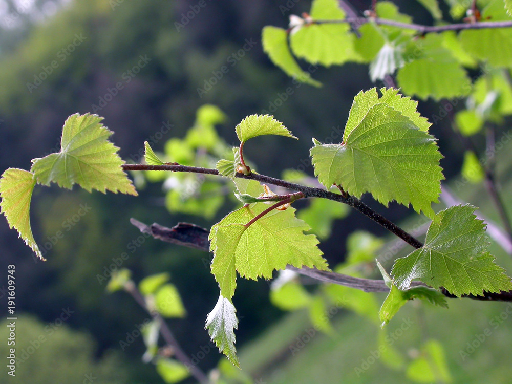 Close-up of green birch leaves growing on a tree with a soft backdrop